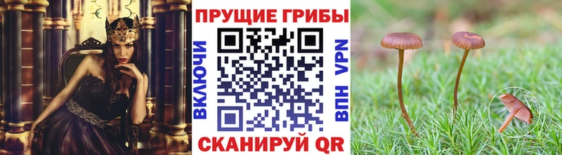 Псилоцибиновые грибы Psilocybe  Котельниково 